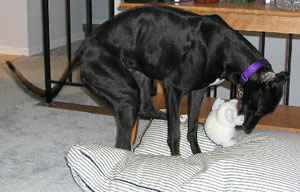 Image of Wren playing with stuffed toy