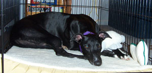 Image of Wren in her crate