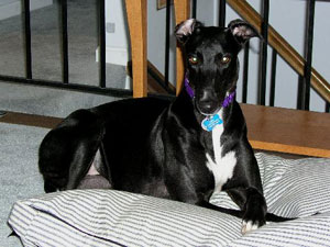 Image of Wren relaxed on a dog bed