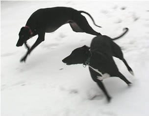 Image used by Puget Sound greyhound group.