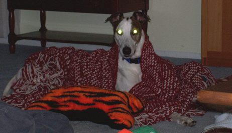 Image of Frazzle covered by a blanket.