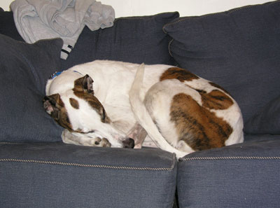 Image of Frazzle curled up.