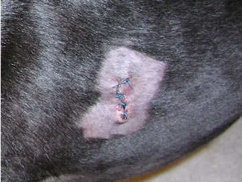 Closer image of Tyler's stitches