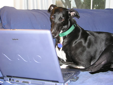 Image of Wren with the laptop