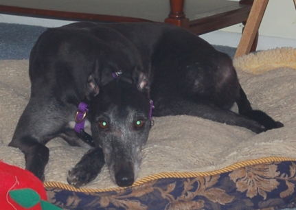 Image of Symbra on one of the dog beds.