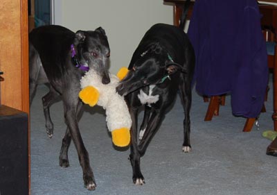 Image of Symbra and Wren sharing a stuffed toy.