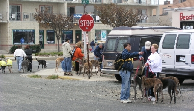 Image of greyhounds and their owners crossing the street.