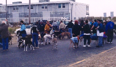 Image of crowd of greyhounds and their owners