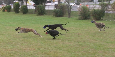 Image of greyhounds running.