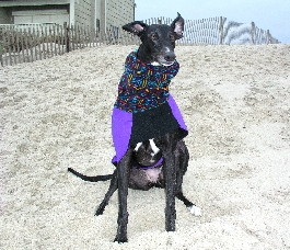 Image of Wren sitting on the beach enjoying the wind.