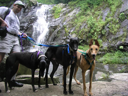 Image of Brian and the hounds at Jones Falls.