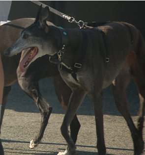 Symbra gets excited while watching a race at Raynham.